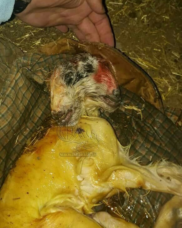 تولد بزغاله&zwnj; ۲ سر در رفسنجان