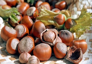 تولید سالیانه ۳ هزار تن فندق خشک در قزوین