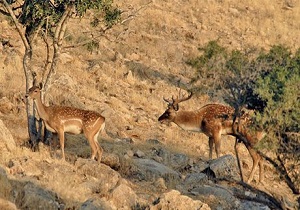لزوم ایجاد کلینیک حیات وحش در اندیمشک