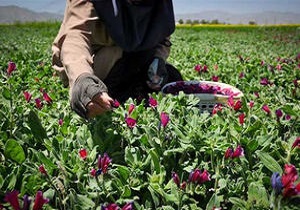 افزایش کشت گیاهان دارویی در خوزستان