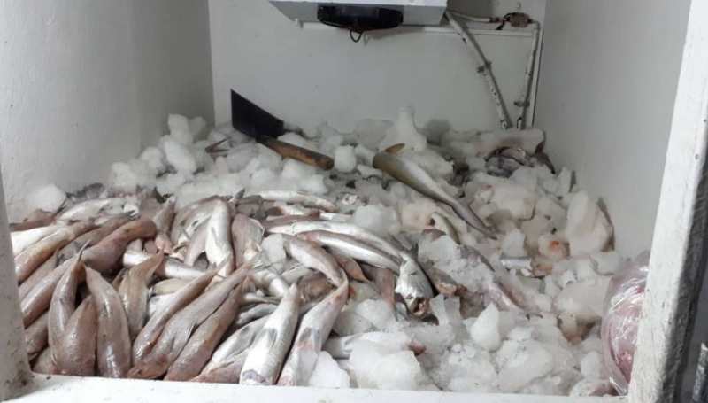 محموله&zwnj;های آبزیان حرام گوشت در خراسان رضوی کشف شد
