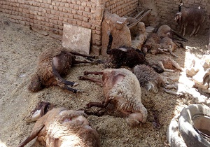 حمله گرگ گرسنه به گوسفندان در روستای علی آباد تقاب
