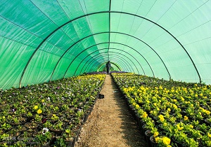 افزایش کشت گلخانه‌ای در طبس
