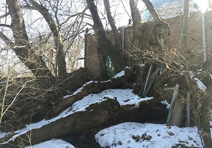 درخت چنار ۳۰۰ ساله اردبیل جهت ثبت ملی مطالعه می‌شود