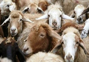 دام‌های قاچاق در دام پلیس