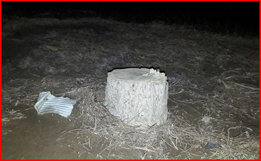 باد سقف مدرسه روستایی را برد/ قطع شبانه درختان ۴۰ ساله برای ساخت المان شهری / ترالرها دریا را جارو کردند