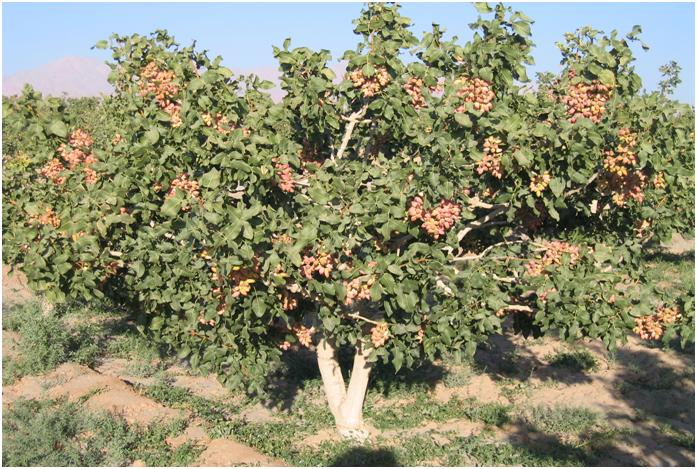 سالی خوب برای پسته داران زرندی در راه است