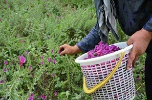 تولید ۶۰ هزار نشاء گیاهان دارویی در جهاد دانشگاهی لرستان
