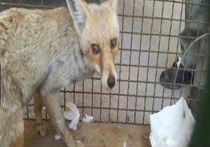 نجات یک قلاده روباه زخمی در زاهدان