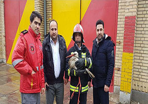 نجات لک لک بیمار توسط آتش نشانان مهاباد