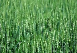 برگزاری کمیته پایش و پیش آگاهی زراعت استان کردستان