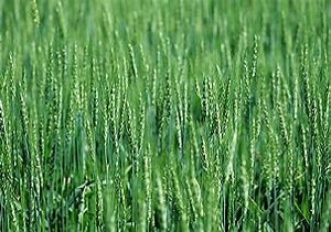 برگزاری کمیته پایش و پیش آگاهی زراعت استان کردستان