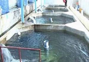 رهاسازی هزار قطعه ماهی سزای صیادان غیرمجاز