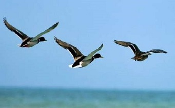 آغاز سرشماری پرندگان مهاجر، آبزی و کنارآبزی