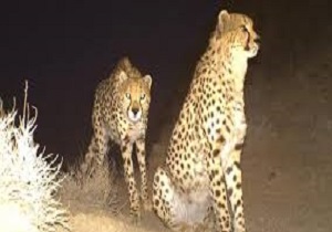 مشاهده دو یوزپلنگ آسیایی در پناهگاه حیات وحش دره انجیر اردکان