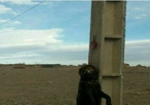 ورود دادستان زیرکوه در پی انتشار عکسی در فضای مجازی