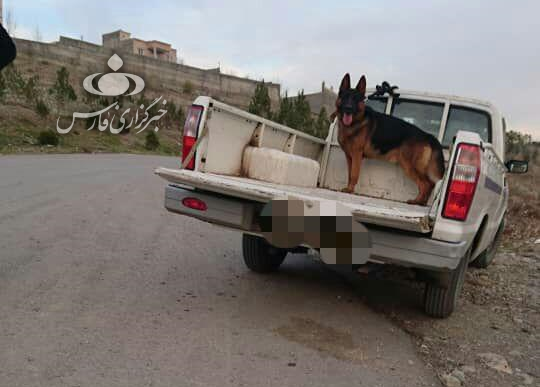 جزییات حادثه وحشتناک حمله دو سگ به دختر ۱۰ ساله در لواسان