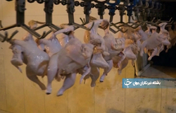 رونق صنعت زنبورداری با تولید ژل رویال + فیلم