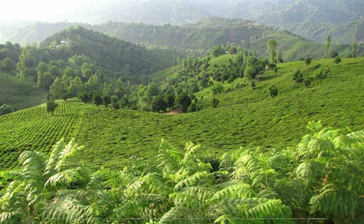 طبیعت جذاب و آرام‌بخش در «تابستان‌نشین» + فیلم