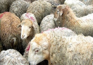 کشف ۱۲۹ راس دام قاچاق در سمنان/ ارزش بیش از یک میلیارد ریالی دام های قاچاق