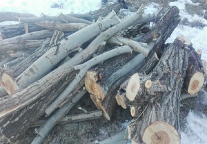 بی مهری به درختان