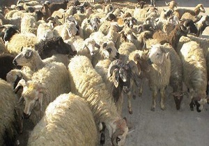 کشف ۹۵ راس دام سرقتی در تاکستان
