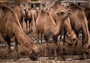 راه اندازی نخستین جایگاه پرورش شتر شیری در میاندوآب