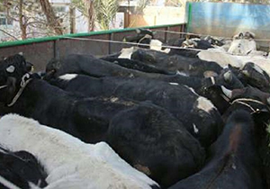 توقیف ۲۰ راس گاو در گلپایگان
