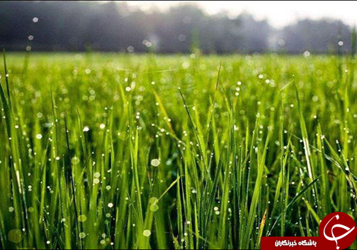 چهره گلستان زمستانی شد / در برف و سرما چه مراقبت&zwnj;هایی لازم است؟
