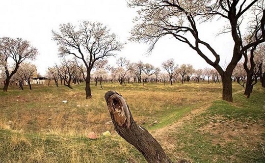 سنجاب&zwnj;ها بلای جان باغداران قزوین