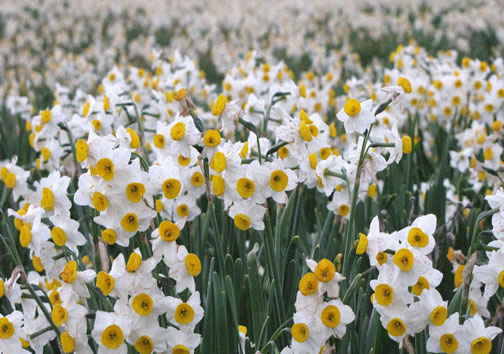 سرمستی اقتصاد با گل نرگس