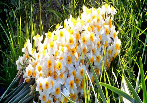 سرمستی اقتصاد با گل نرگس
