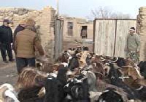 گلریزان رمه امید در شاهرود