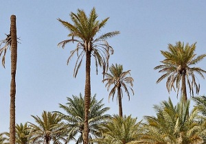 جایگزینی نخیلات فرسوده در ۱۰ هکتار از زمین‌های کشاورزی سیریک