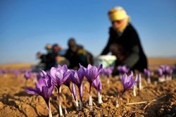 بیش از ۸۰ درصد زعفران کشور در خراسان رضوی تولید میشود/امسال برداشت زعفران در خراسان رضوی امسال ۲۱ تن افرایش یافته است بیش از ۸۰ درصد زعفران کشور در خراسان رضوی تولید میشود/امسال برداشت زعفران در خراسان رضوی امسال ۲۱ تن افرایش یافته است