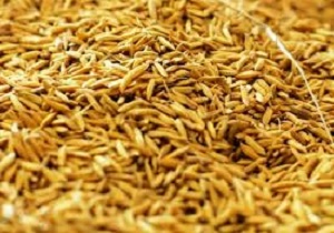 توزیع سبوس گندم بین دامداران هرمزگانی