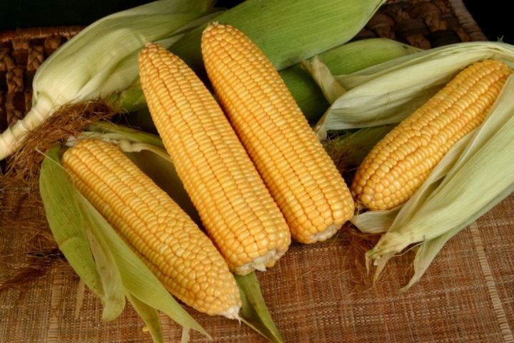 آغاز برداشت ذرت دانه‌ای در شهرستان رودان