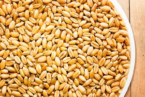تولید سالانه ۱۰هزار تن بذراصلاح شده در کهگیلویه و بویراحمد