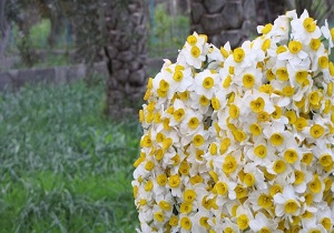 نرگس زارهای بهبهان میزبان خانواده پرسنل شرکت گاز خوزستان