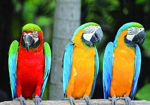 کشف بیش از ۱۰۰۰ پرنده زینتی در خراسان جنوبی