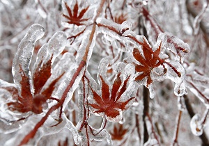 یخبندان در ۸ شهر خراسان جنوبی