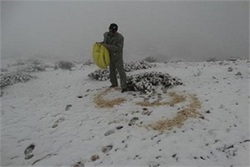محیط بانان بیش از ۳۰۰ کیلوگرم دانه برای پرندگان پاشیدند