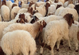 صادر نکردن مجوز برای خروج دام از فارس