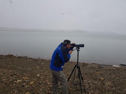 سرشماری پرندگان آبزی وکنارآبزی