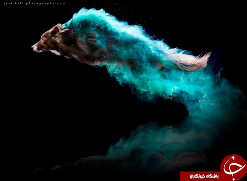 عکاسی شگفت انگیز در نتیجه خلاقیت با پودر های رنگی+تصاویر