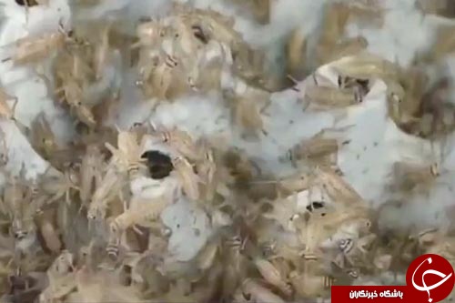 چندش آورترین نان هایی که این نانوایی پخت می کند+فیلم