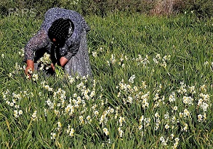 نرگس کاران خوسفی هم چنان منتظر بیمه محصولاتشان