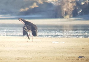 مشاهده لک لک سیاه در سواحل جنوب سیستان و بلوچستان
