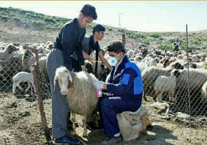 واکسیناسیون ۹۰ درصدی دام سبک خراسان جنوبی علیه بیماری شاربن