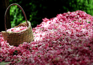 شناسایی ۸۰۰ گونه گیاهان دارویی در مازندران